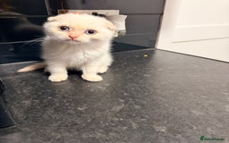 Scottish Fold cats for sale: Sweet Baby Foldie 🐱🐾 - Image 9