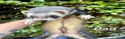 Ferret rodents for sale: Ferret kits for sale - Advert 12