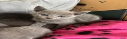Russian Blue cats for sale: Stunning gccf registered Russian blue kittens  - Advert 7