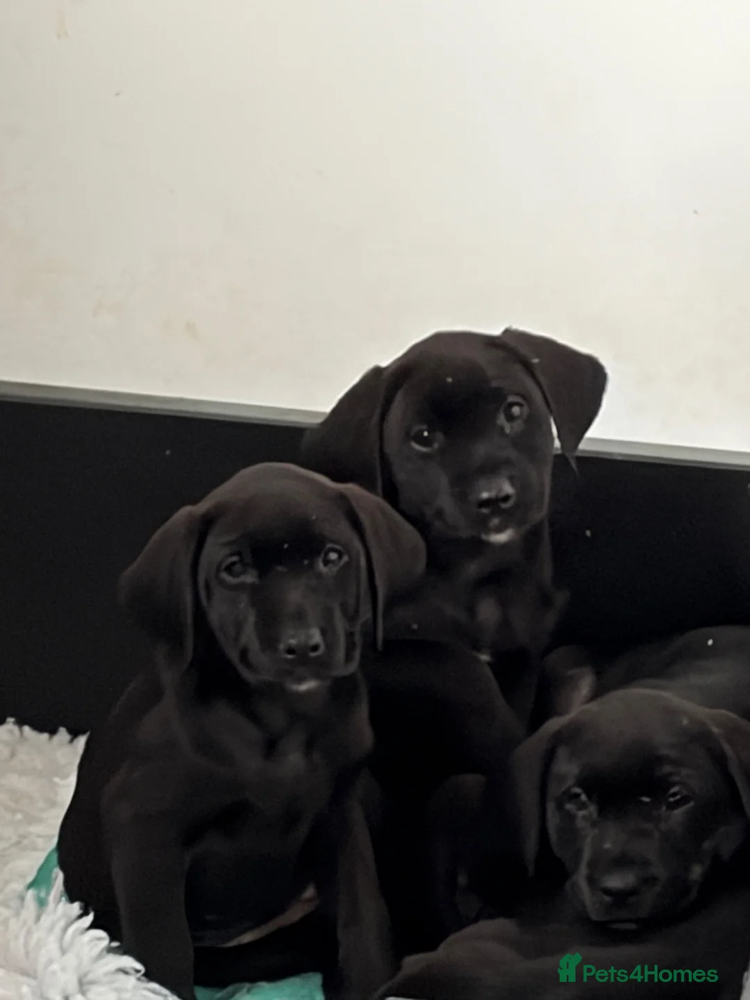 Labrador Retriever dogs for sale: KC registered Lab pups in Richmond - Advert 5
