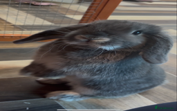 Mini Lop rabbits for sale: Mini lop female  - Image 5