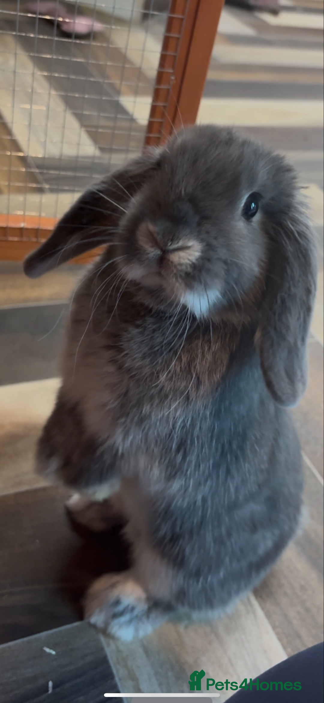 Mini Lop rabbits for sale: Mini lop female  - Image 5