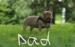French Bulldog dogs for sale: KC registered french bulldogs  - Image 30