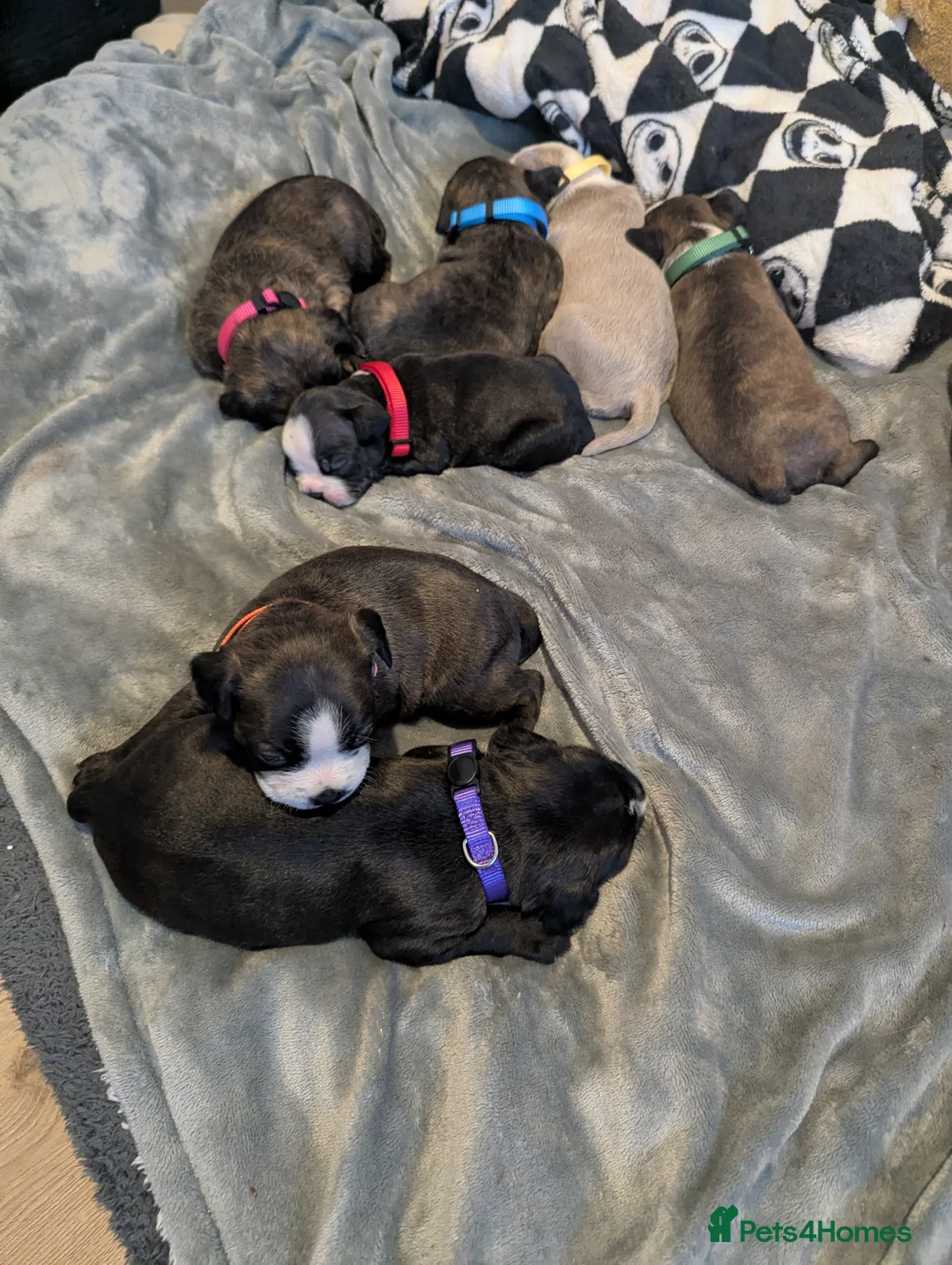 Boston Terrier dogs for sale: Boston X  - Advert 6