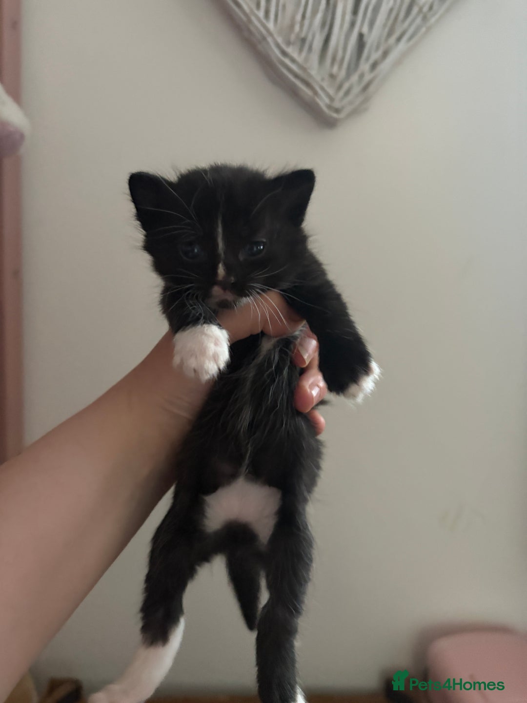 Domestic Shorthair cats for sale: 5 kittens for sale  in Morpeth - Image 1