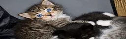 Ragdoll cats for sale: Ragdoll Kittens  - Advert 6