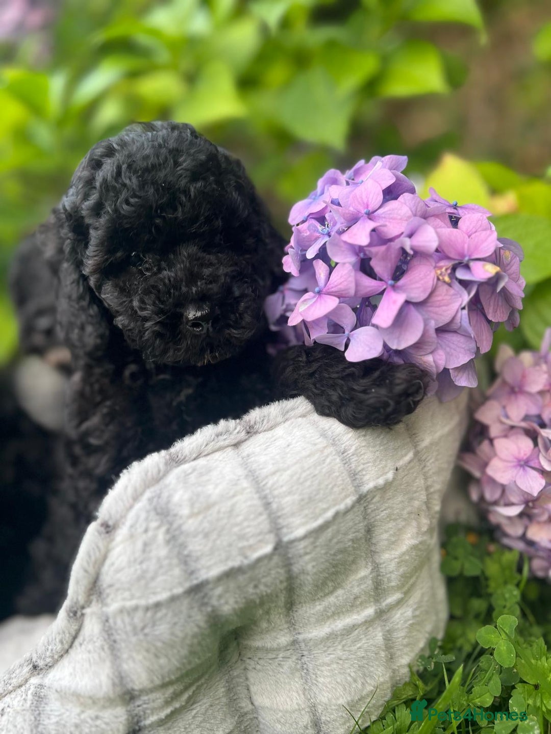 Cavapoo dogs for sale: Cavapoo  - Image 7