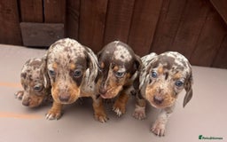 Dachshund dogs for sale: 6 beautiful dachshund puppies!!! - Image 10