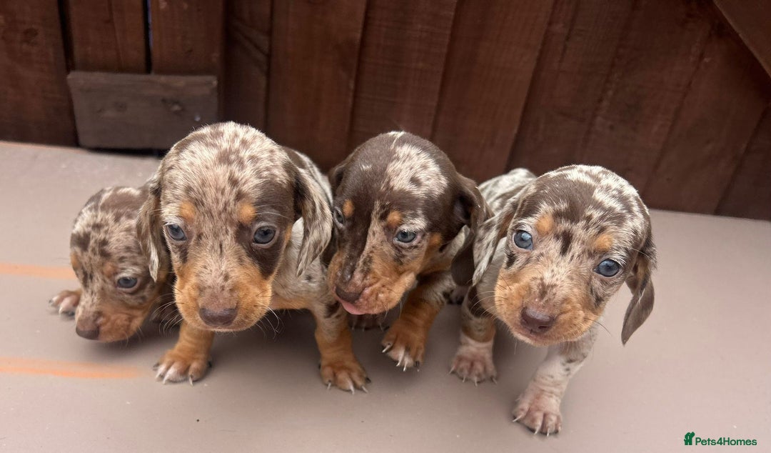 Dachshund dogs for sale: 6 beautiful dachshund puppies!!! - Image 10