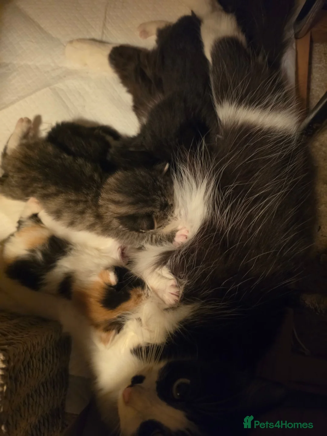 Mixed Breed cats for sale: Adorable Fluffy kittens  - Advert 2