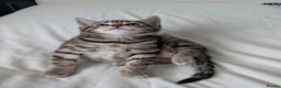 Bengal cats for sale: Spotted Bengal kittens ready now - Advert 13