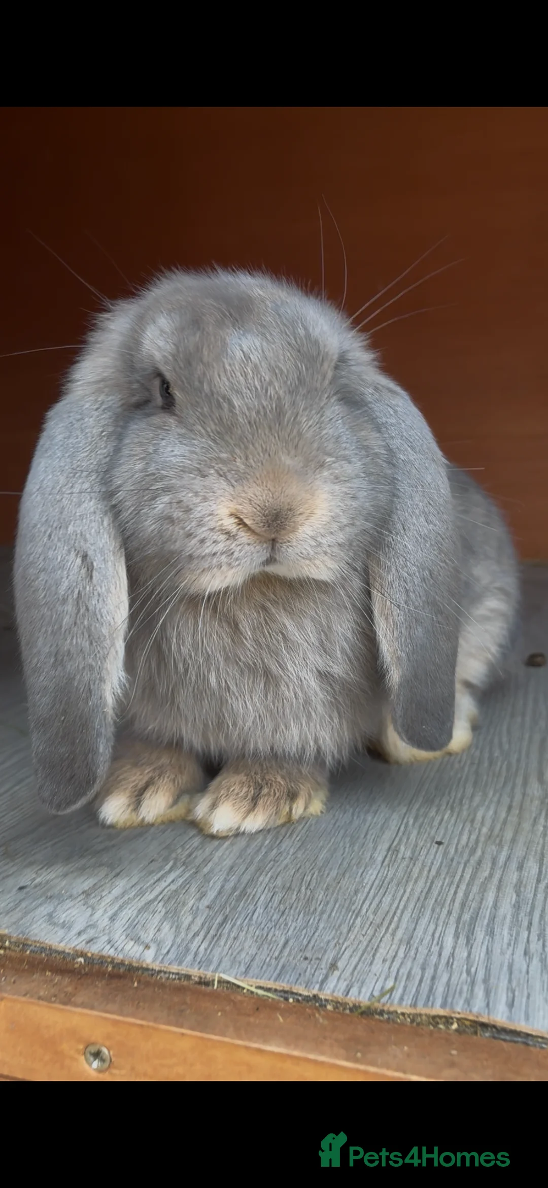 French Lop rabbits for sale: Opal French Lop Girl VACCINATED  - Advert 1