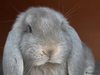 French Lop rabbits Opal French Lop Girl - Advert 2