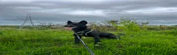 Mixed Breed dogs for sale: 10 month old puppy Luna needs rehoming in Glasgow - Advert 6