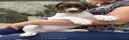 Mixed Breed dogs for sale: 1 GIRL READY TO GO GWP X Weimsky puppies for sale - Advert 8