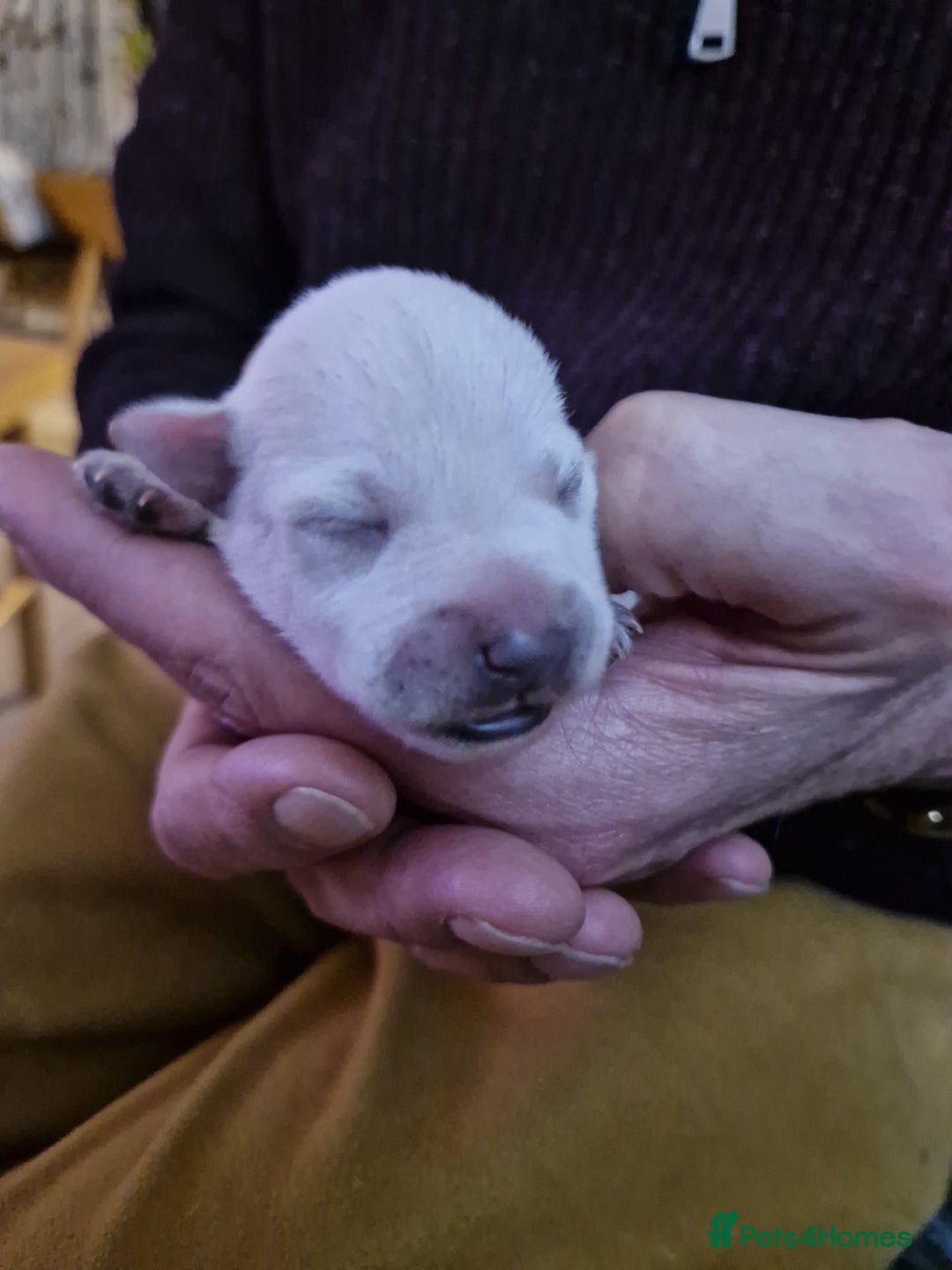 Miniature Schnauzer dogs for sale: Superb KC white minature schnauzer puppies  - Advert 8