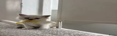 Ragdoll 1
