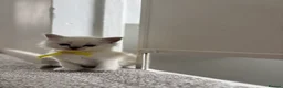 Ragdoll cats for sale: 2 beautiful ragdoll‘s girls for sale  - Advert 3