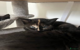 Mixed Breed cats for sale: Healthy, loved, well behaved and clean kittens - Image 3