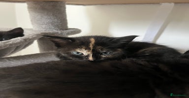 Mixed Breed cats - Advert 2