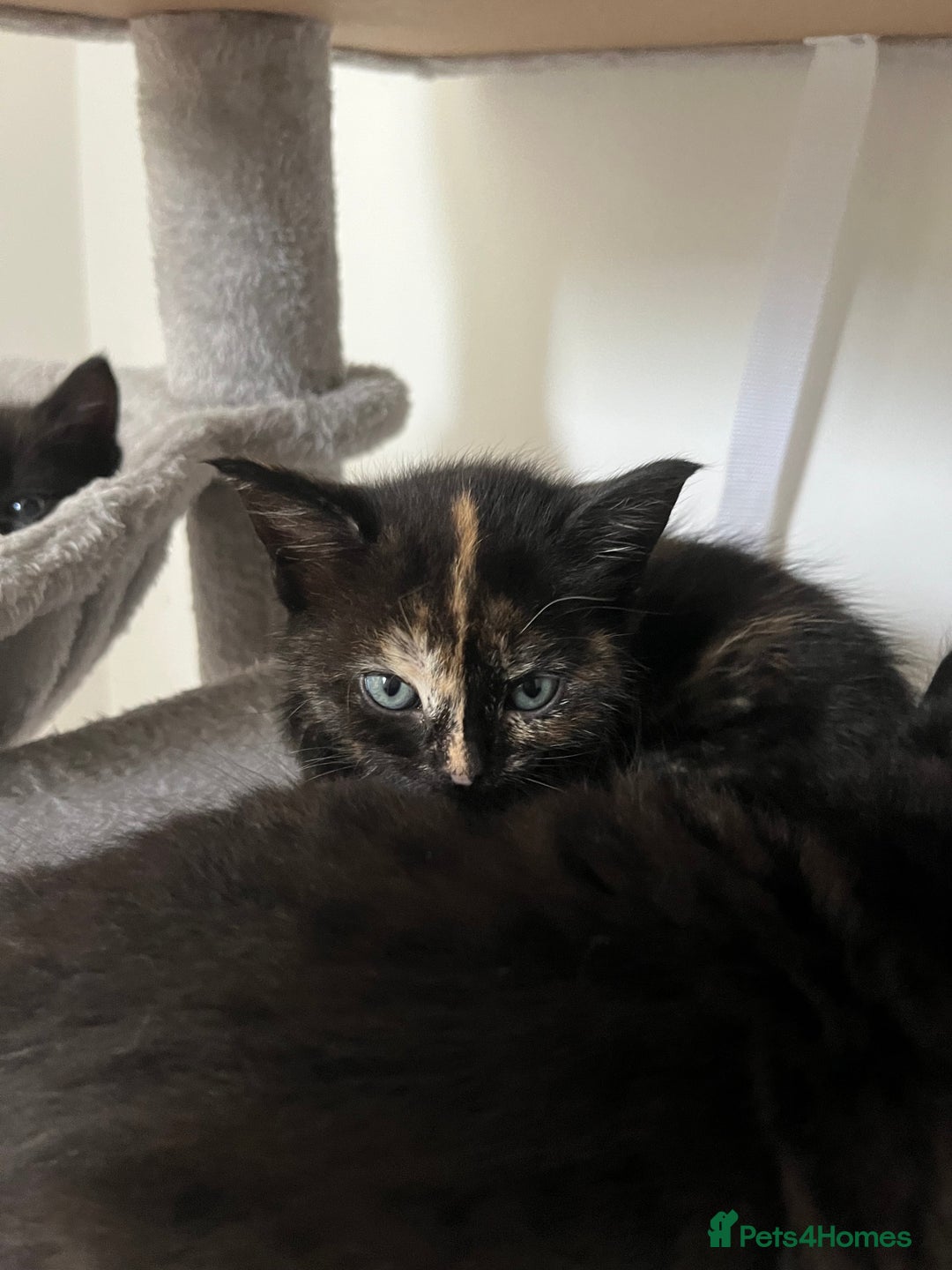Mixed Breed cats for sale: Healthy, loved, well behaved and clean kittens - Image 3
