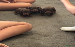 Miniature Dachshund dogs for sale: Stunning mini sausages!  - Image 3