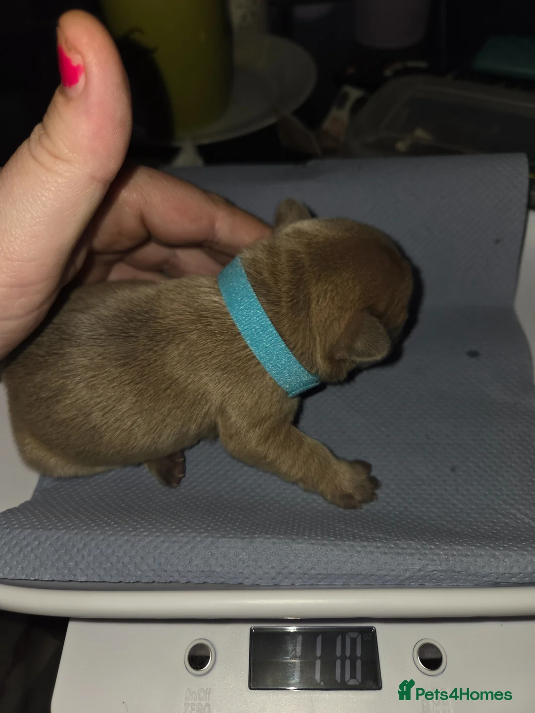 French Bulldog dogs for sale:  french bulldog puppies - Advert 2