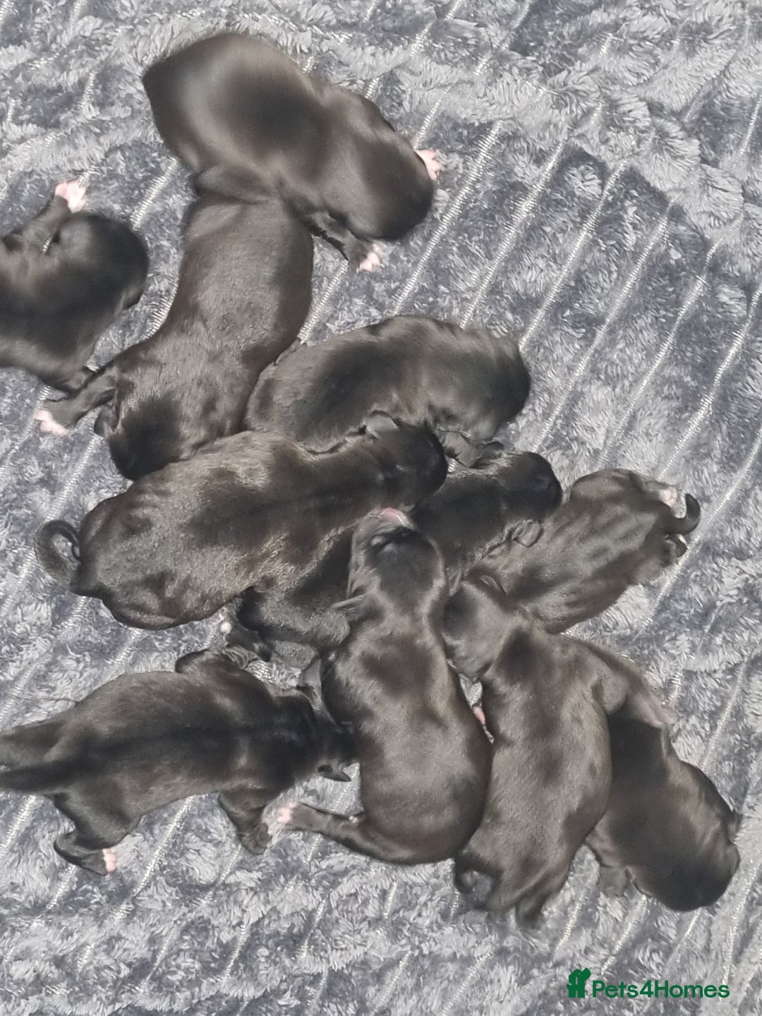 Mixed Breed dogs for sale: Staffador Puppies  - Advert 4