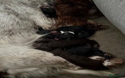 Cockapoo dogs for sale: Miniature f1 Cockapoos puppies - Advert 24