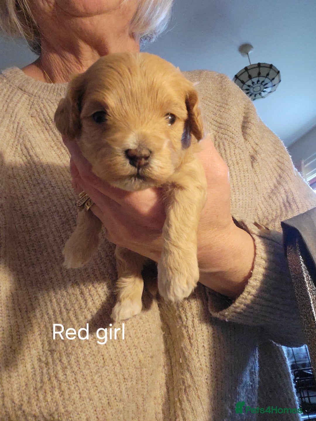 Maltipoo dogs for sale:  Adorable Maltipoo Puppies Ready Soon! 🐾 - Image 3