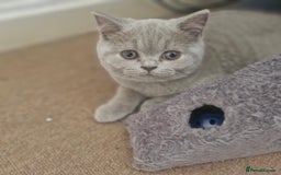 British Shorthair cats for sale: Beautiful BSH (2 Males & 2 Females, Blue & Lilac) - Image 30