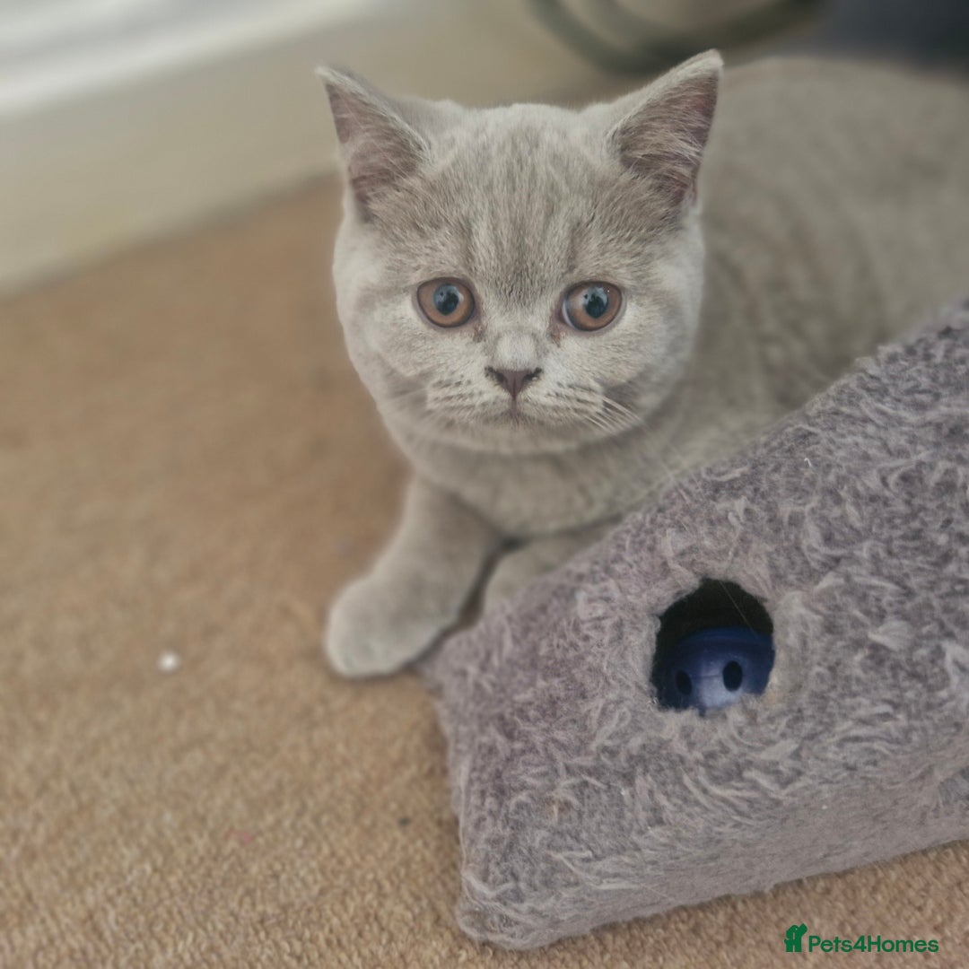 British Shorthair cats for sale: Beautiful BSH (2 Males & 2 Females, Blue & Lilac) - Image 30