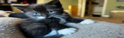 Mixed Breed cats for sale: Kittens - Advert 5