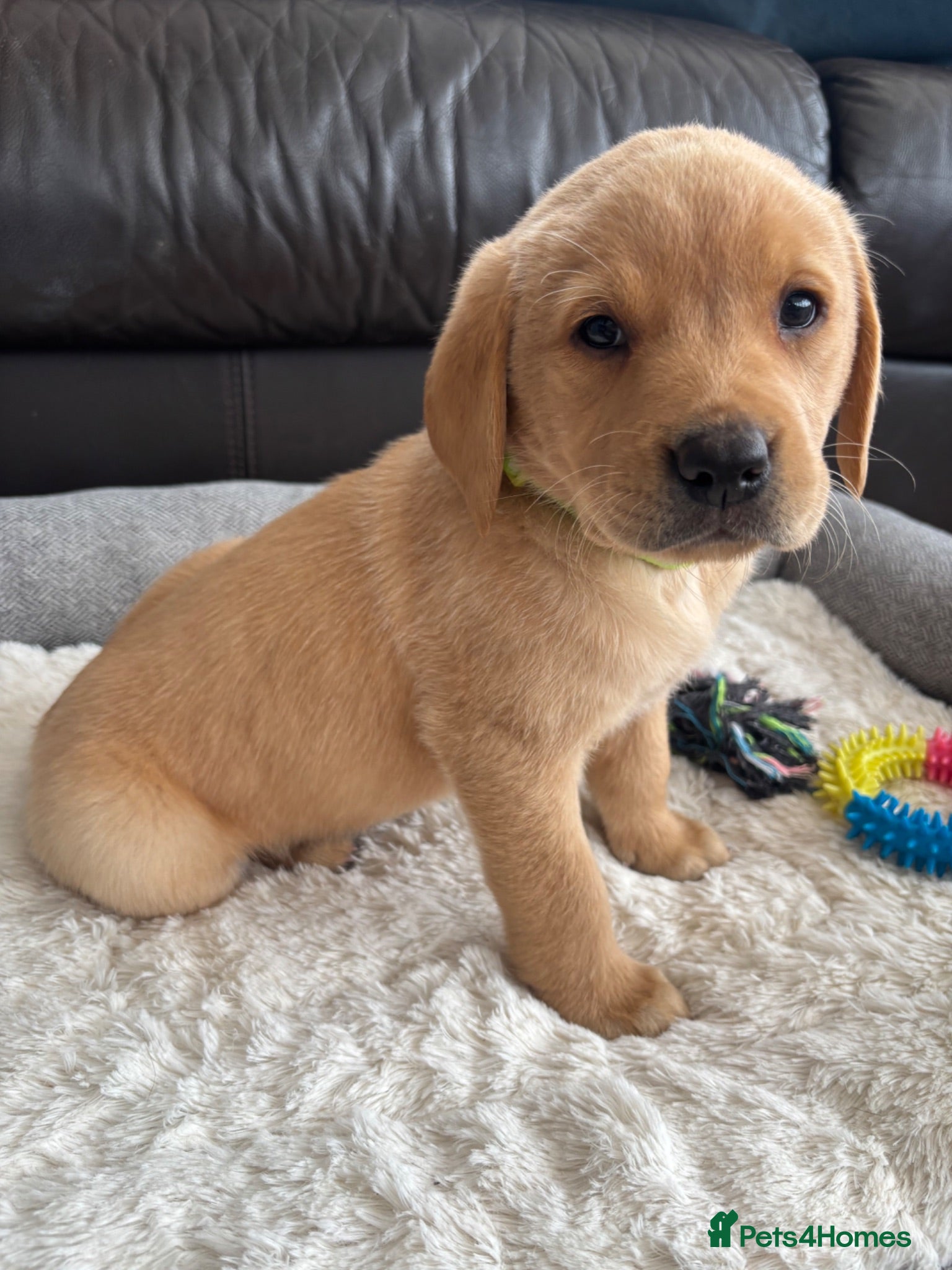 Labrador Retriever dogs KC Labrador Puppies - Advert 1