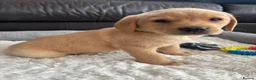 Labrador Retriever dogs for sale: KC Labrador Puppies - Advert 9