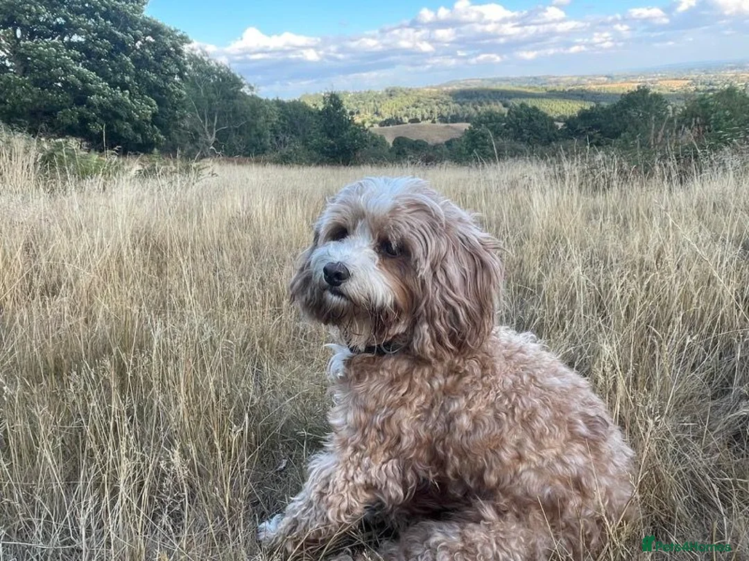 Cavapoo dogs for sale: Cavapoo litter in Stourbridge - Advert 10
