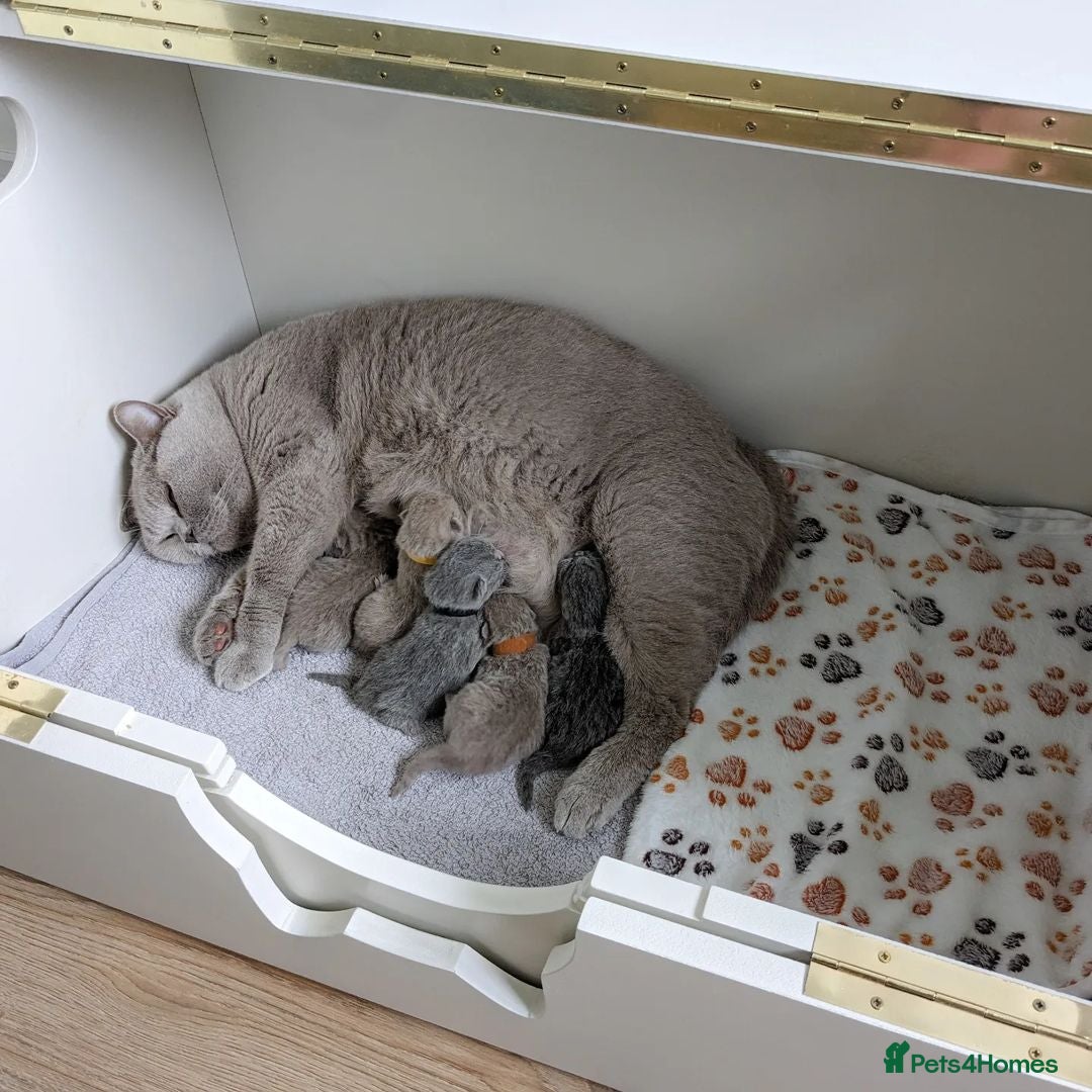 British Shorthair cats for sale: GCCF REGISTERED BRITISH SHORTHAIR KITTENS  - Image 5