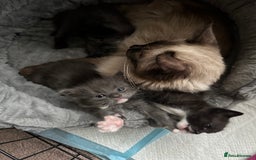 Ragdoll cats for sale: 2 male kittens (Half Ragdoll) - Image 10