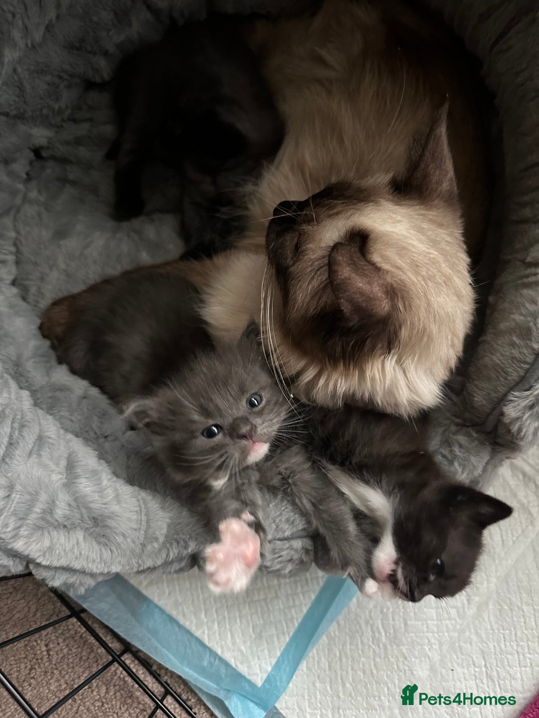 Ragdoll cats for sale: 2 male kittens (Half Ragdoll) - Image 10