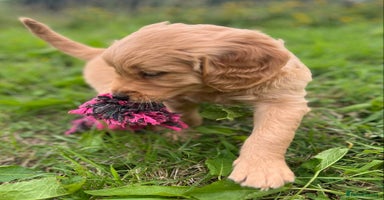 Golden Retriever dogs - Advert 5