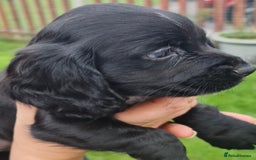 Cocker Spaniel dogs for sale: Gorgeous Cocker Pups - Image 22