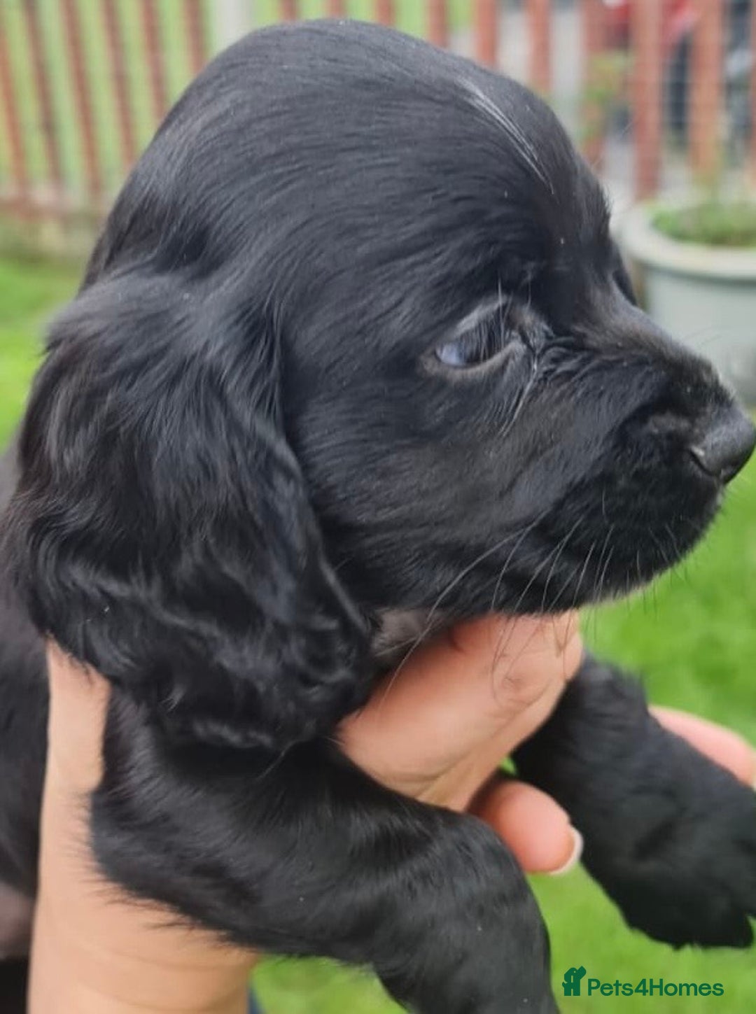 Cocker Spaniel dogs for sale: Gorgeous Cocker Pups - Image 22