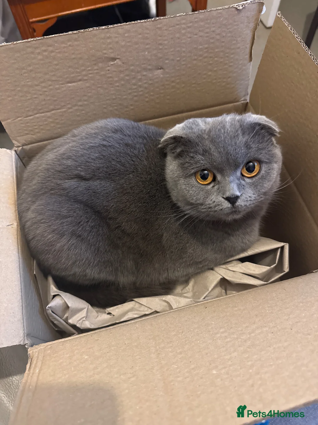 Scottish Fold cats for sale: Scottish Fold x American Wirehair Kittens - Advert 14