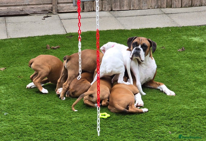 Boxer dogs - Advert 8