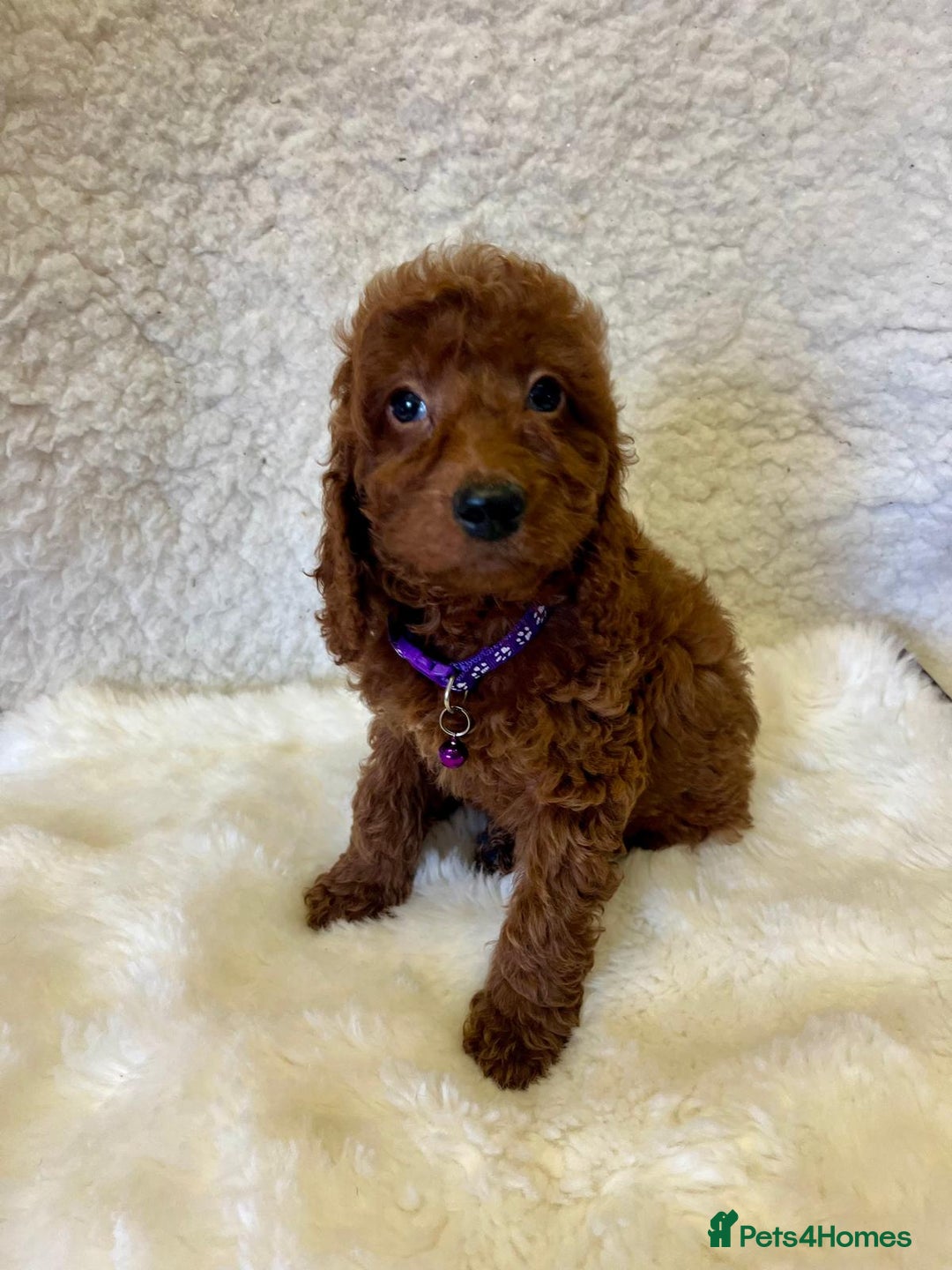 Goldendoodle dogs for sale: Outstanding Quality health tested Goldendoodles  - Image 9