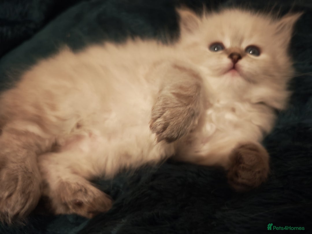 Siberian cats for sale: GCCF +TICA parents - Image 20