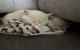 British Shorthair cats for sale: 🏆 BLOODLINE.. BEAUTIFUL CREAM BSH KITTENS - Image 7