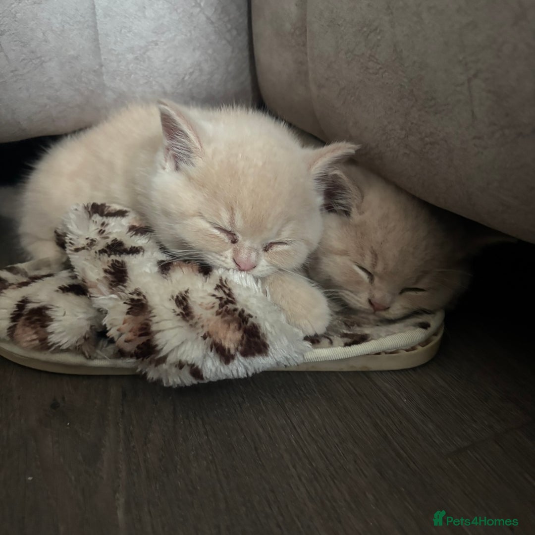 British Shorthair cats for sale: 🏆 BLOODLINE.. BEAUTIFUL CREAM BSH KITTENS - Image 7