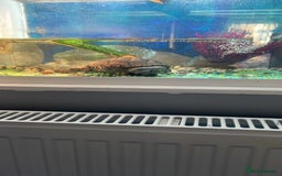 Turtle reptiles for sale: Musk turtle  - Image 1