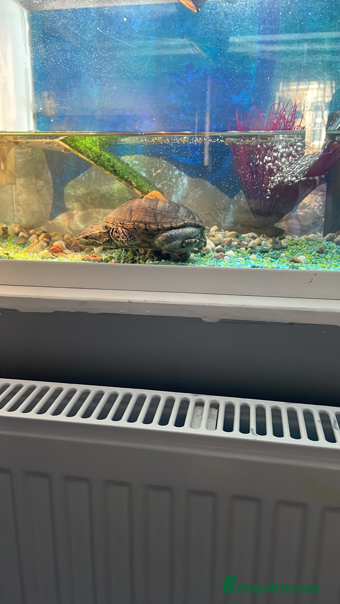 Turtle reptiles for sale: Musk turtle  - Image 1